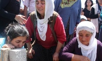 ‘Tu Bi Xêr Hatî Şêrê Çiyan’