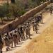 HALKLAR MOZAİĞİ KENTİ MİNBİC’TEN ÖZGÜRLEŞTİRME HAMLESİNE(1)