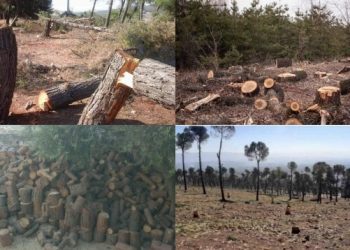 Bir Özel Savaş Yöntemi Olarak Kürdistan’da Doğa Katliamı